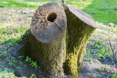 Double stump of the old thick ash tree with bark overgrown with moss and with hollow in one of the trunks covered with sawdust in sunny spring morningの写真素材