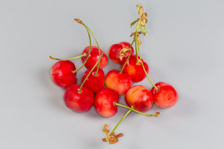 Several ripe light red sweet cherries on their stems on a gray backgroundの写真素材