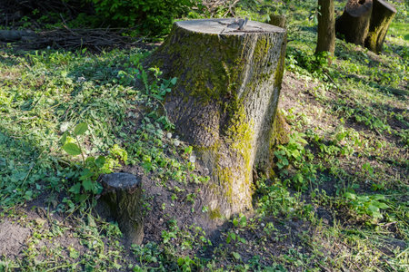 Stump of the old thick ash tree with young shoot and bark overgrown with moss, side view in sunny spring morning on a blurred backgroundの写真素材