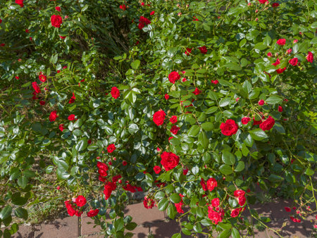 Bush of the garden rose cultivar with small red flowers and flower buds in sunny day, top viewの写真素材