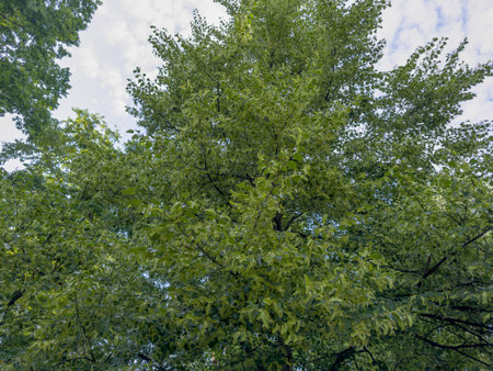 Branches of the linden with unripe fruits after a flowering period in park in overcast day, bottom up view against the skyの写真素材
