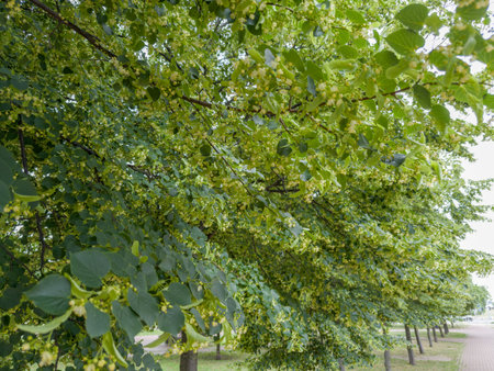 Row of the blooming linden trees with green leaves and inflorescences of small flowers in public garden in overcast day, selective focusの写真素材