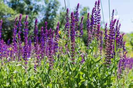 Stems of blooming Salvia nemorosa, also known as woodland sage with inflorescences of purple-blue flowers among the other grass in sunny day, view close-up in selective focusの写真素材