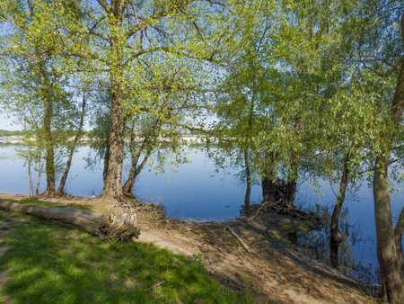 Old willows and poplars growing on river bank with snag in form of fallen partly rotten tree trunk with roots on a foreground in spring sunny dayの写真素材