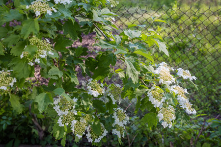 Branches of the blooming viburnum at the beginning of flowering against the wire mesh in sunny spring morningの写真素材