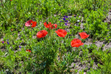Bush of the wild poppy with red flowers among the other plants and flowers on a glade in summer sunny dayの写真素材
