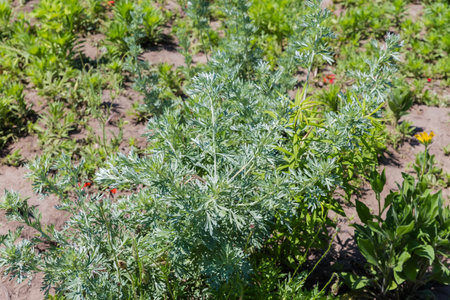 Bush of the young common wormwood, species Artemisia absinthium among the other grass on a meadow in summer sunny dayの写真素材