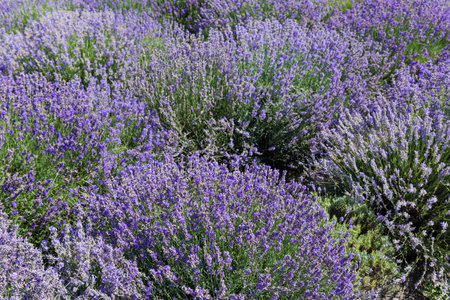 Bushes of the blooming lavender on a field, view in sunny day in selective focusの写真素材