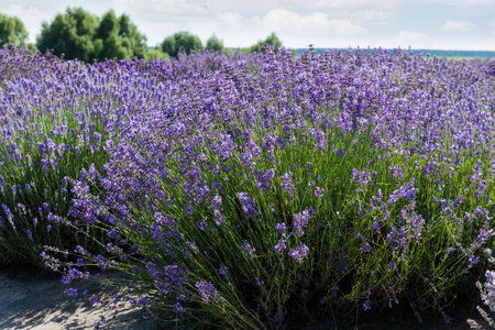 Bushes of the blooming lavender on a field, view from the bottom shooting point in sunny day in selective focusの写真素材