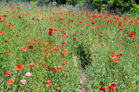 Wild poppy with red flowers on a glade in summer sunny dayの写真素材
