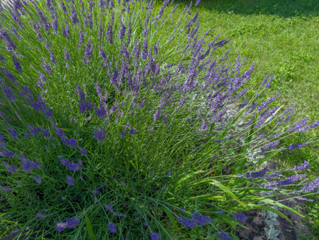 Bush of the blooming lavender in park against the lawn in sunny day, fragment close-up in selective focusの写真素材