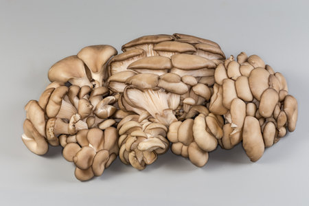 Bunches of raw harvested oyster mushrooms on gray backgroundの写真素材