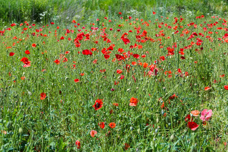 Wild poppy with red flowers on a glade in summer sunny dayの写真素材