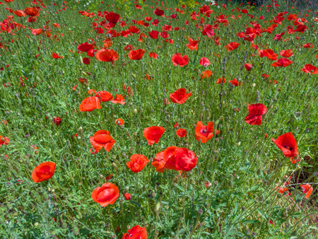 Wild poppy with red flowers on a glade in summer sunny dayの写真素材