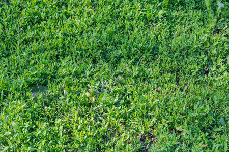 Part of the meadow overgrown with the knotgrass in a spring sunny morningの写真素材