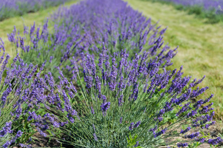 Row of bushes of the blooming lavender on a field in sunny day, view in selective focus at shallow depth of fieldの写真素材