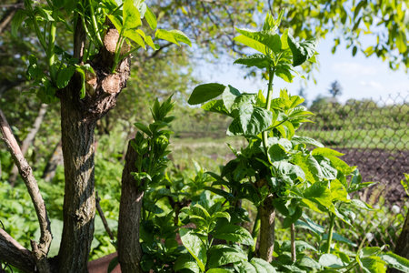 Young green shoots on trimmed trunks and branches of small tree on a blurred background of other trees in spring sunny eveningの写真素材