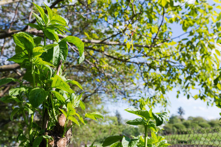 Young green shoots on trimmed trunks and branches of small tree on a blurred background of other trees in spring sunny eveningの写真素材