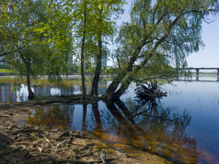 Old willows and poplars growing on a bank of wide river with bridges, snags on a foreground in city park in spring sunny dayの写真素材