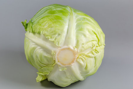 Whole head of the young white cabbage on a gray background, view from the stalk sideの写真素材