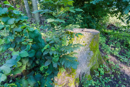 Stump of the old thick ash tree with bark overgrown with moss and young shoots growing out of it in summer sunny morningの写真素材
