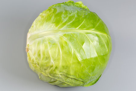 Whole head of the young white cabbage on a gray backgroundの写真素材