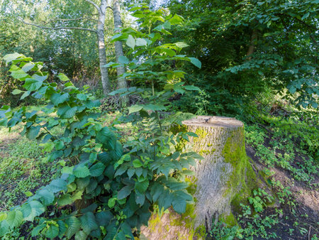 Stump of the old thick ash tree with bark overgrown with moss and young shoots growing out of it in summer sunny morningの写真素材