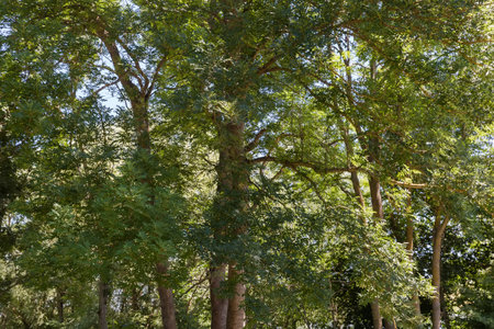 Trunks and branches of the several old high common ash trees in sunny weather in summer, fragmentの写真素材
