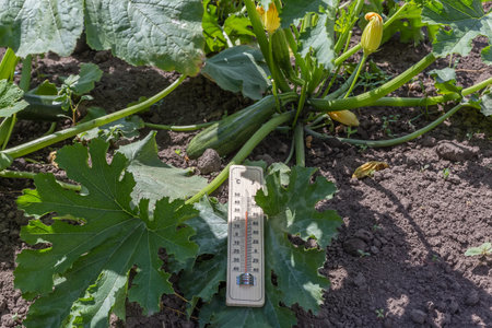 Bush of the blooming zucchini with outdoor thermometer lying on a leaf and young fruit against the soil on a field in sunny dayの写真素材
