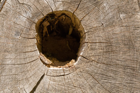Texture of transverse cut of ash tree trunk with cracks, chainsaw traces and hollow in center in sunny dayの写真素材