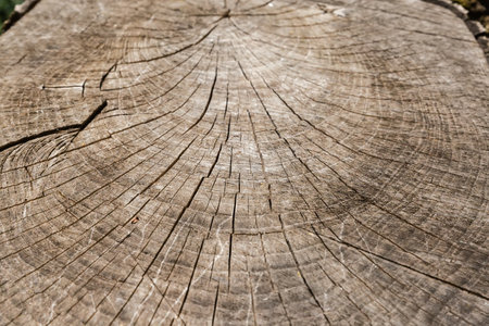Texture of transverse cut of ash tree trunk with cracks, chainsaw traces and growth rings in sunny day, side view close-up in selective focusの写真素材