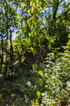 Branches of the birch with green leaves hanging down on a blurred background backlit at summer dayの写真素材