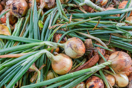Heap of the harvested bulb onion with green stems on a field in overcast weatherの写真素材