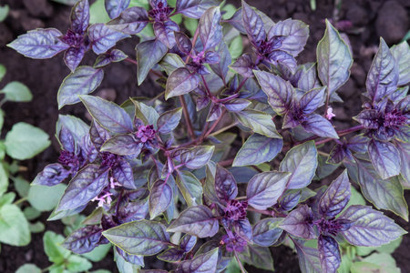 Bush of the blooming purple basil on a field at overcast morning, top view against the wet soilの写真素材