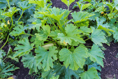 Bush of the vegetable marrow with green leaves, flowers and white fruits on a field in overcast day, top view on a background of the wet soilの写真素材