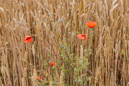 Bush of blooming poppy on the edge of wheat field on foreground on a blurred background of wheat in summer overcast dayの写真素材