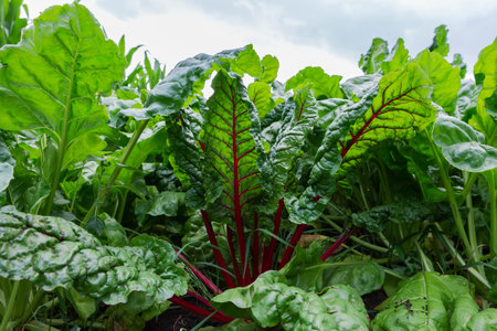 Leaves of the red beetroot among the other beet on a field in overcast day, view from a low shooting point against the skyの写真素材