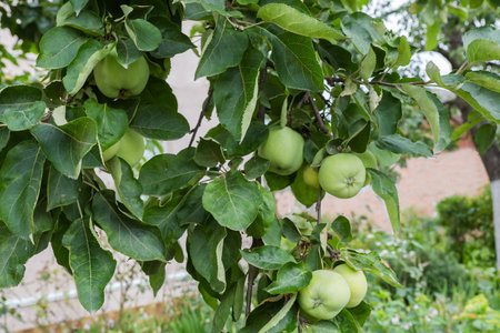 Ripening green apples on the branches of apple tree in overcast dayの写真素材