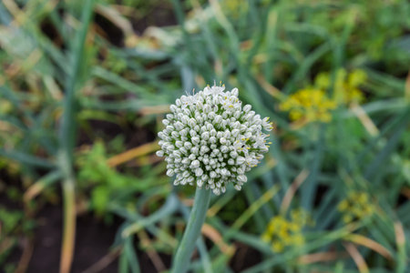 Stem of the blooming onion with spherical inflorescence on top on a field in overcast weather on a blurred background of other onionの写真素材