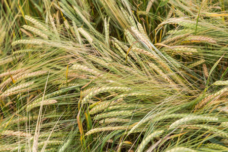 Ears of unripe green and yellow barley on a field in summer overcast day, top view close-upの写真素材