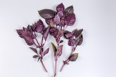 Three stems of the fresh purple-green basil on a gray background, top viewの写真素材