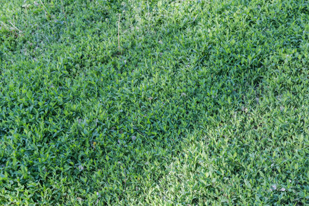 Fragment of the meadow overgrown with the knotgrass in sunny morning, view close-up in selective focusの写真素材