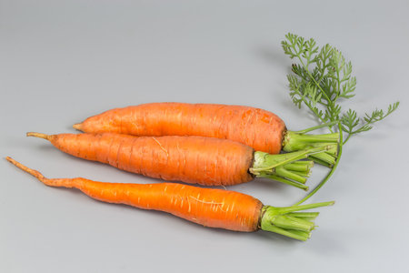 Three washed fresh young carrots with parts of stems and leaves on a gray backgroundの写真素材