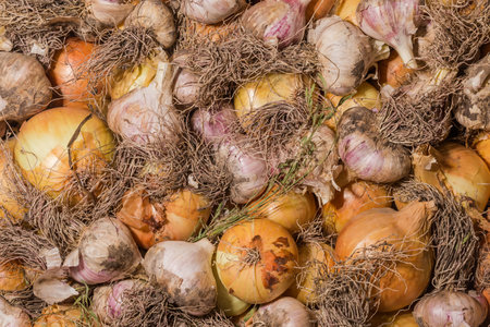 Heap of freshly harvested onion bulbs and heads of the purple garlic with roots, top viewの写真素材