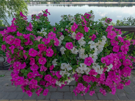 Bushes of blooming petunia with pink and white flowers growing in flower pots hanging on a decorative metal fence against the river in a shadowの写真素材