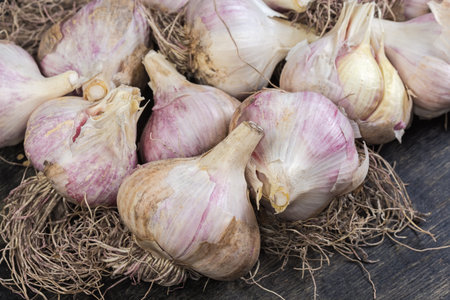Whole heads of the ripe purple stripe garlic with roots on a black surface, close-up in selective focusの写真素材