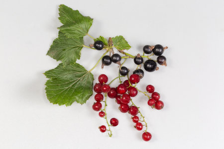 Twigs of redcurrant and blackcurrant with fresh ripe berries and green leaves on a gray background, top view close-upの写真素材