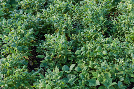 Bushes of the young blooming bean on a field against the wet soil at sunny morningの写真素材