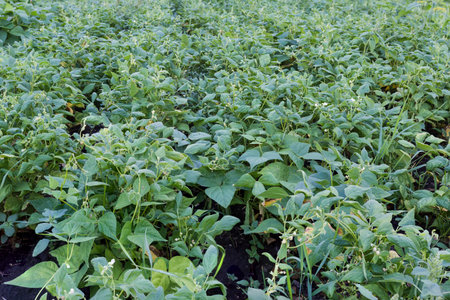 Erect bushes of the blooming bean with unripe young pods on a field against the wet soil at overcast morningの写真素材