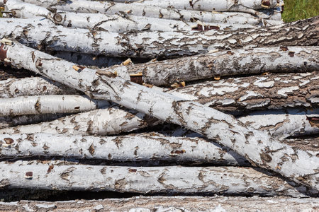 Pile of carelessly stacked birch logs of medium thickness with bark at sunny day, fragment close-upの写真素材